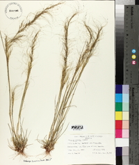 Image of Stipa falcata