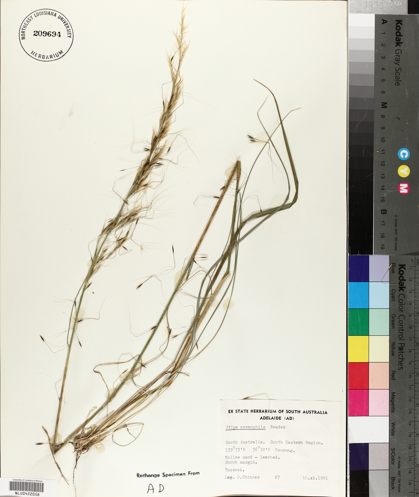 Stipa eremophila image