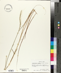 Trachypogon spicatus image