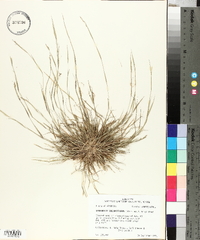 Sporobolus vaginiflorus image