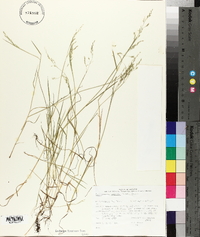 Torreyochloa pallida image