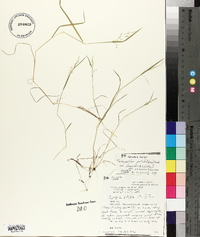 Torreyochloa pallida var. fernaldii image