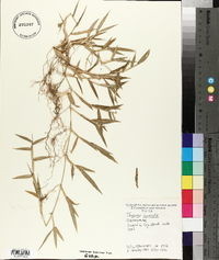 Thuarea involuta image