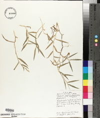Thuarea involuta image
