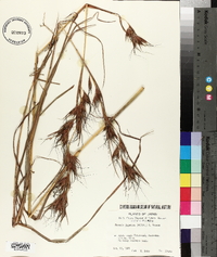 Themeda japonica image