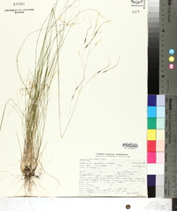 Stipa avenacea image