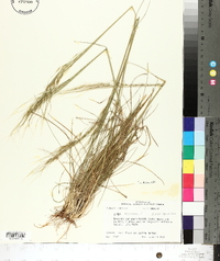 Stipa avenacea image