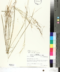 Stipa avenacea image