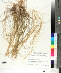 Stipa avenacea image