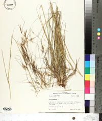 Stipa avenacea image