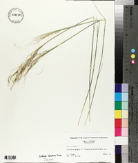 Stipa avenacea image