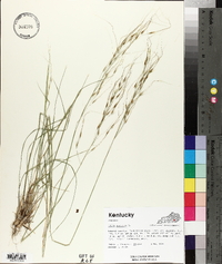 Stipa avenacea image