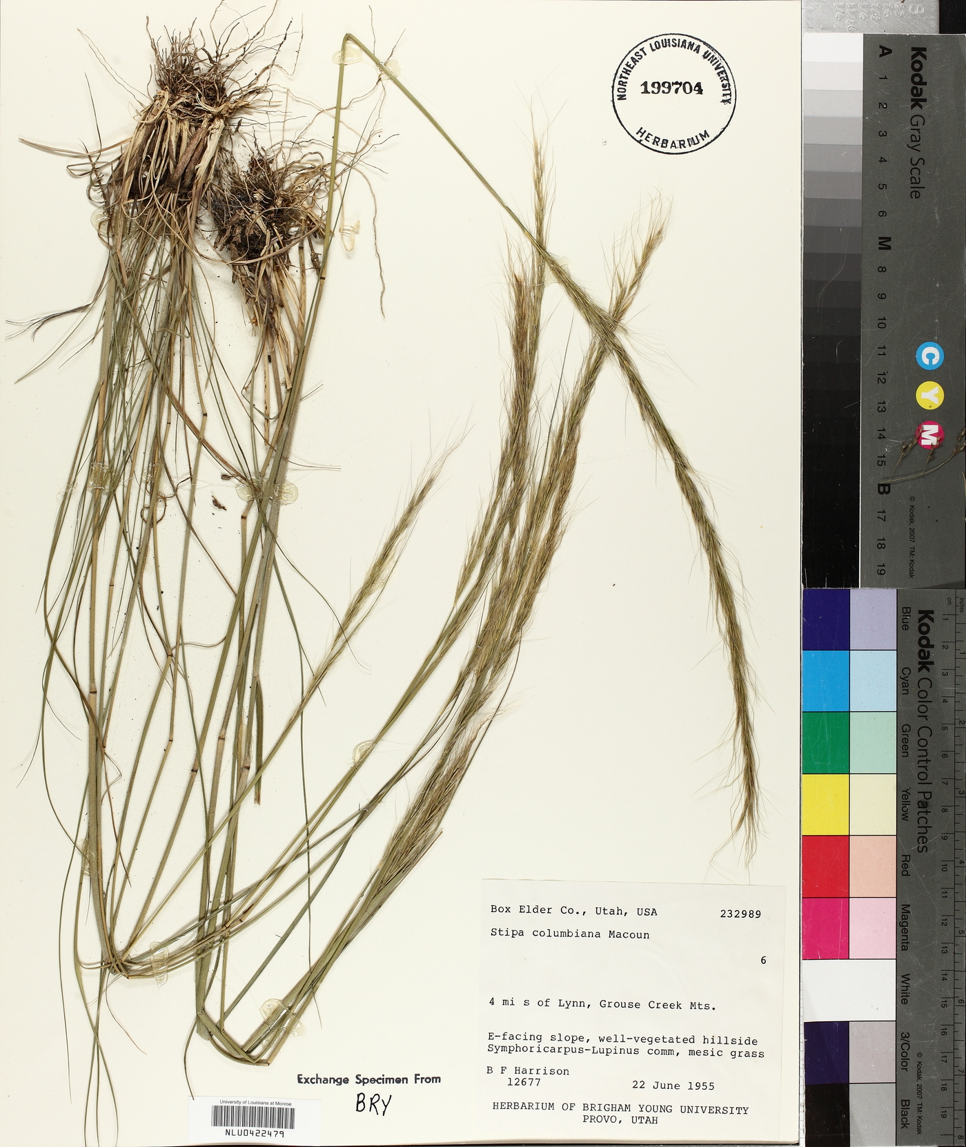 Achnatherum nelsonii subsp. dorei image