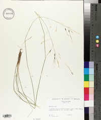 Stipa avenacea image