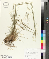 Stipa avenacea image