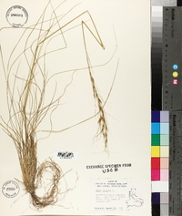 Stipa avenacea image