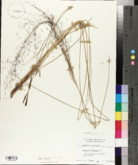 Stipa avenacea image