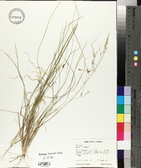 Stipa avenacea image