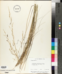 Stipa avenacea image