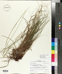 Stipa avenacea image