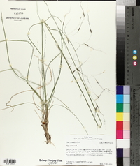 Stipa avenacea image