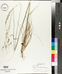 Stipa avenacea image