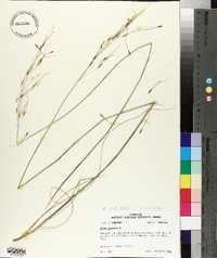 Stipa avenacea image