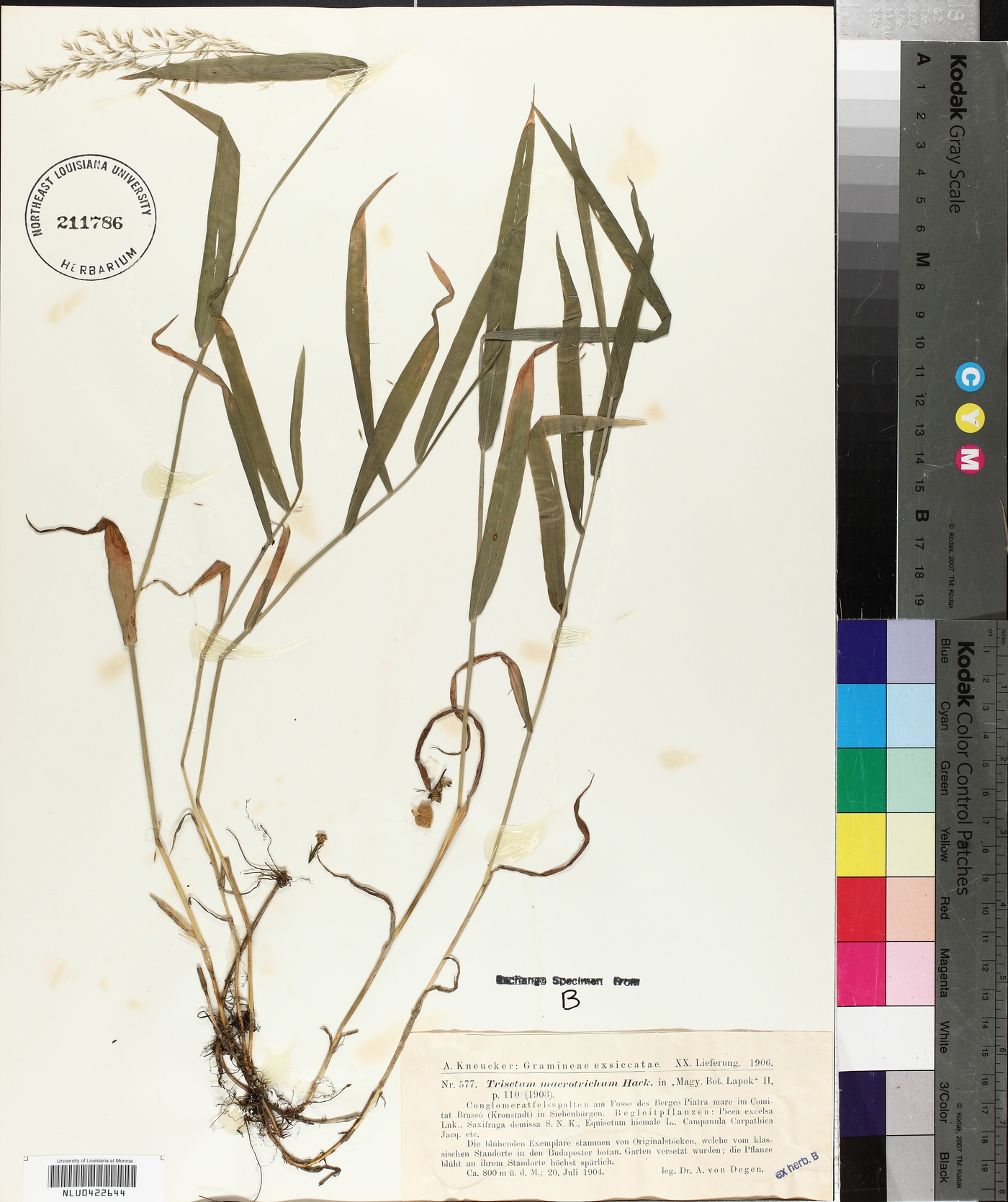 Trisetum macrotrichum image