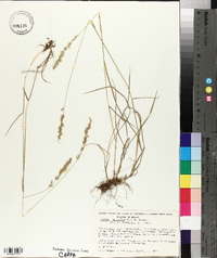 Trisetum deyeuxioides image