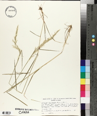 Trisetum deyeuxioides image