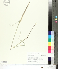 Tridens strictus image