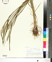 Triticum aestivum image