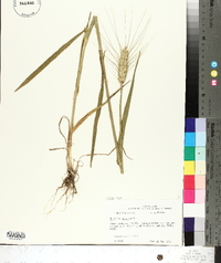 Triticum aestivum image