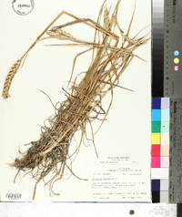 Triticum aestivum image