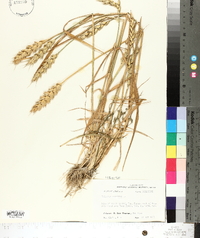 Triticum aestivum image