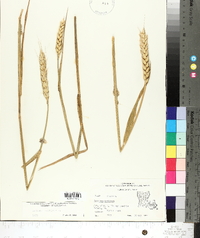 Triticum aestivum image