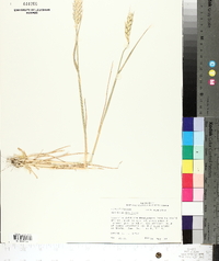 Triticum aestivum image