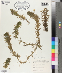 Elodea densa image