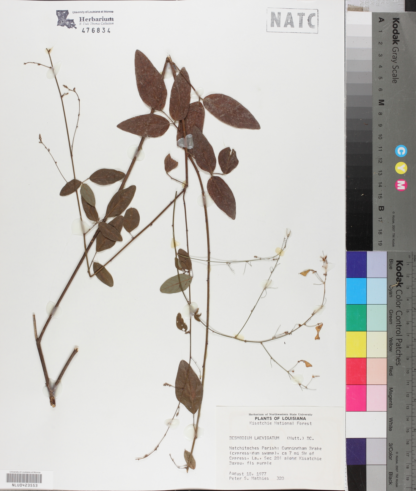 Desmodium laevigatum image