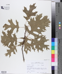 Quercus shumardii image