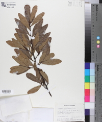 Quercus laurifolia image