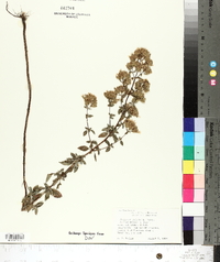 Origanum vulgare subsp. hirtum image