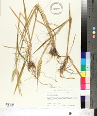 Triticum aestivum image