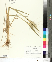 Triticum aestivum image