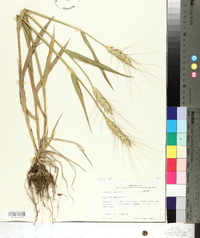 Triticum aestivum image