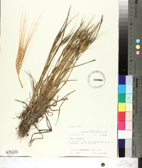 Triticum aestivum image