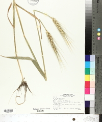 Triticum aestivum image