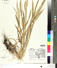 Triticum aestivum image