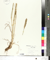 Triticum aestivum image