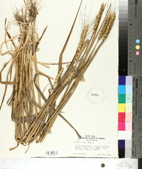 Triticum aestivum image